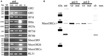 Functional Olfactory Sensory Neurons Housed in Olfactory Sensilla on the Ovipositor of the Hawkmoth Manduca sexta